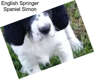 English Springer Spaniel Simon