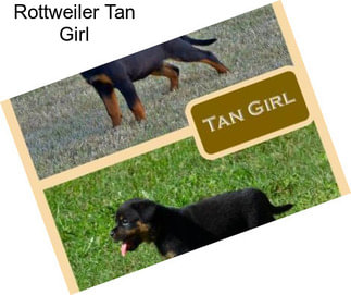 Rottweiler Tan Girl