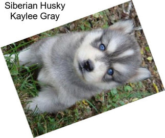 Siberian Husky Kaylee Gray