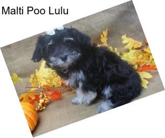 Malti Poo Lulu