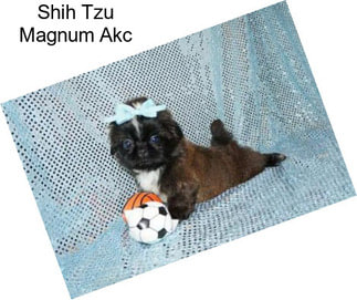 Shih Tzu Magnum Akc