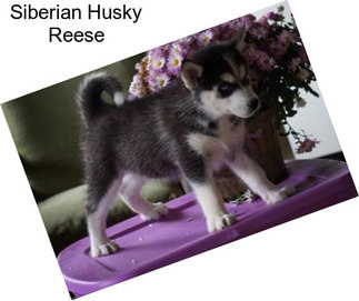 Siberian Husky Reese