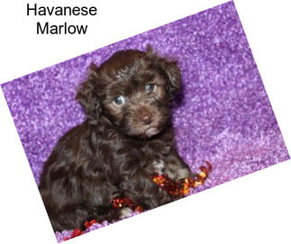 Havanese Marlow