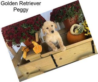 Golden Retriever Peggy