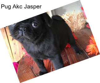 Pug Akc Jasper