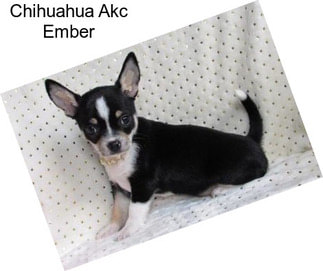 Chihuahua Akc Ember