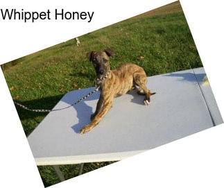 Whippet Honey