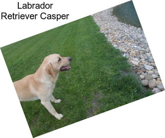 Labrador Retriever Casper