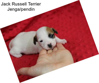 Jack Russell Terrier Jenga/pendin