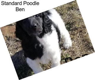 Standard Poodle Ben