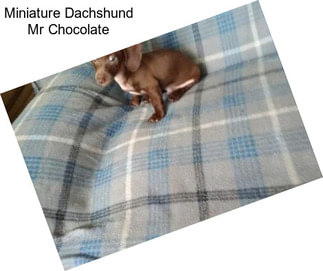 Miniature Dachshund Mr Chocolate