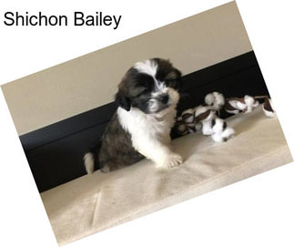 Shichon Bailey