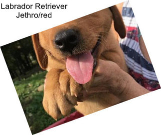 Labrador Retriever Jethro/red