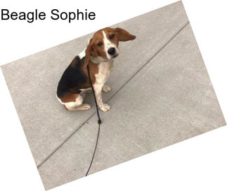 Beagle Sophie