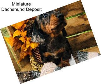 Miniature Dachshund Deposit