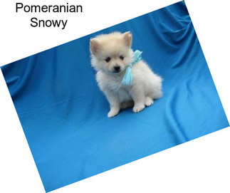 Pomeranian Snowy