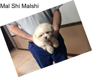 Mal Shi Malshi