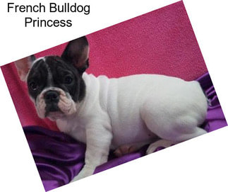 French Bulldog Princess