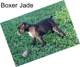 Boxer Jade