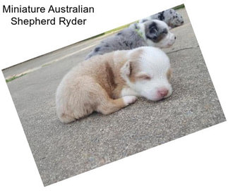 Miniature Australian Shepherd Ryder