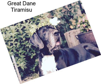 Great Dane Tiramisu