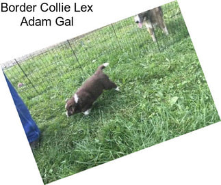 Border Collie Lex Adam Gal