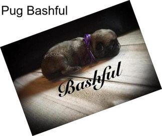 Pug Bashful