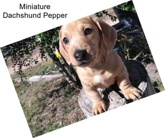 Miniature Dachshund Pepper