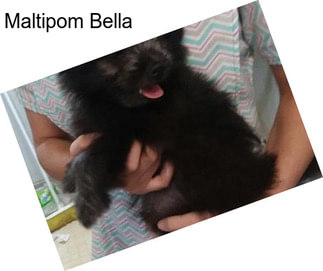 Maltipom Bella