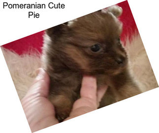 Pomeranian Cute Pie