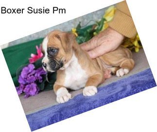 Boxer Susie Pm