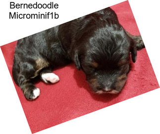 Bernedoodle Microminif1b