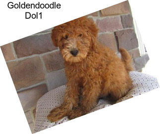 Goldendoodle Dol1