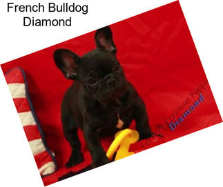 French Bulldog Diamond