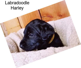 Labradoodle Harley