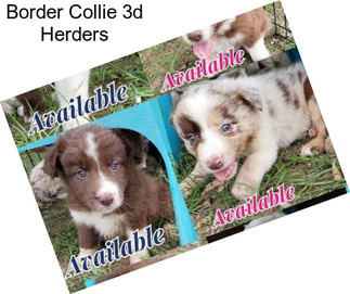 Border Collie 3d Herders