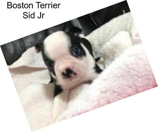 Boston Terrier Sid Jr