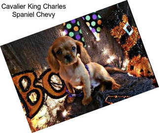 Cavalier King Charles Spaniel Chevy