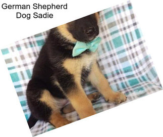 German Shepherd Dog Sadie