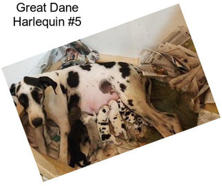 Great Dane Harlequin #5