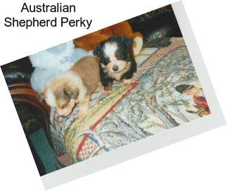 Australian Shepherd Perky