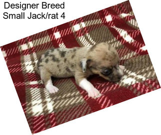Designer Breed Small Jack/rat 4