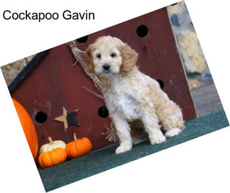 Cockapoo Gavin