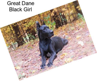 Great Dane Black Girl