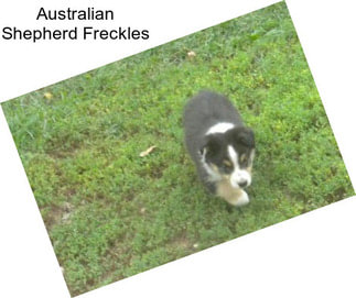 Australian Shepherd Freckles