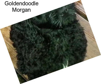 Goldendoodle Morgan