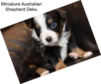 Miniature Australian Shepherd Deku