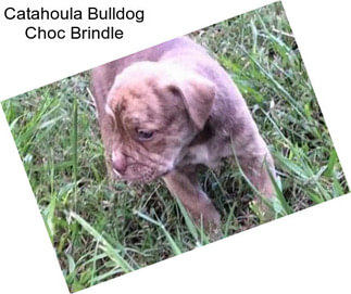Catahoula Bulldog Choc Brindle