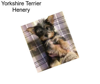Yorkshire Terrier Henery