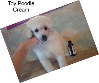 Toy Poodle Cream